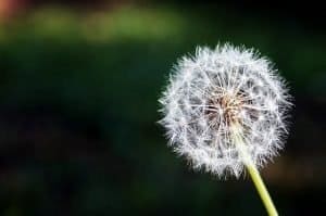 dandelion head firestarter