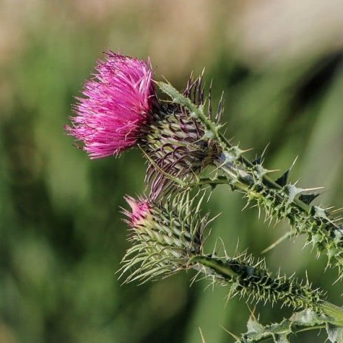 blooming-close-up-flora-64285 spear thistle firestarter