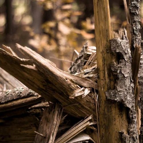 blurred-background-close-up-colors-1583381 tree bark firestarter