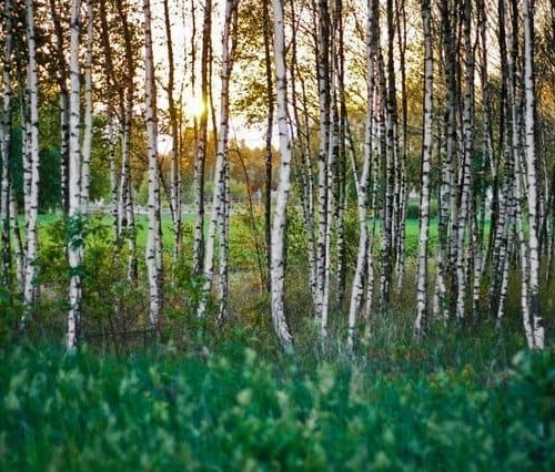 bright-dawn-environment-5616 Birch tree natural tinder