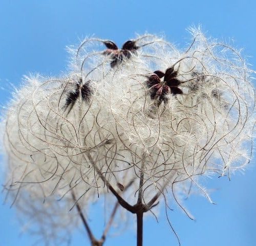 clematis-vitalba-seeds-plant-shrubs-68479 Clematis-old mans beard firestarter
